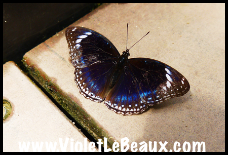 VioletLeBeaux-Melbourne-Zoo-1030189_1351 copy